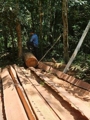 Duas pessoas foram presas em flagrante por extração ilegal de madeira dos tipos cumaru-ferro e maçaranduba no interior da Terra Indígena Mawetek, onde vive o povo Kanamari Tüküna, no município de Eirunepé (AM). A ação ocorreu na segunda-feira (20) durante a Operação Mawetek, deflagrada pela Polícia Civil do Amazonas, com apoio da Fundação Nacional dos Povos Indígenas (Funai), por meio da Coordenação Técnica Local (CTL) Eirunepé.