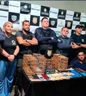 A Polícia Militar do Amazonas (PMAM), por meio da 1ª Companhia Independente de Polícia Militar (1ª CIPM), prendeu três pessoas, sendo dois homens e uma mulher, de 36, 27 e 18 anos, que foram encontrados com porções de drogas, gaiolas, pássaros silvestres e quantia em dinheiro, no domingo (17), no município de Eirunepé (a 1.159 quilômetros de Manaus). 